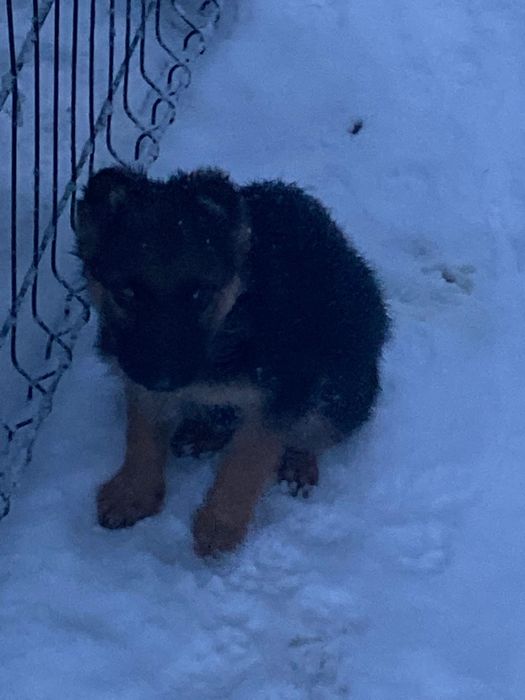 Щенята Німецькі вівчарки