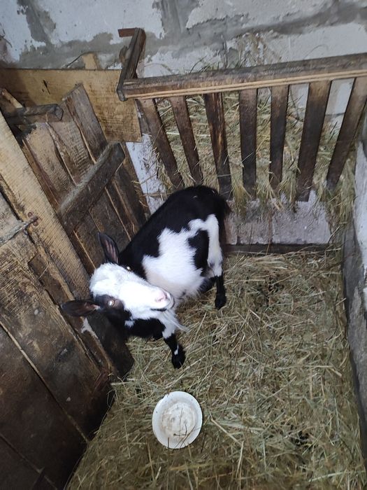 Срочно Продаються кози