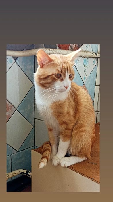 Отдам рыже-белого кота, 2 года