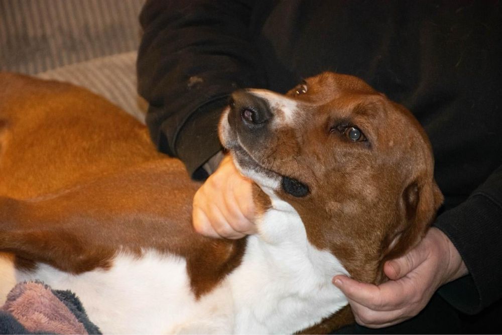 Przyjazny pełen miłości Braun szuka domku