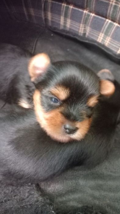 Бронь на дівчинку та хлопчика йоркширського тер'єра