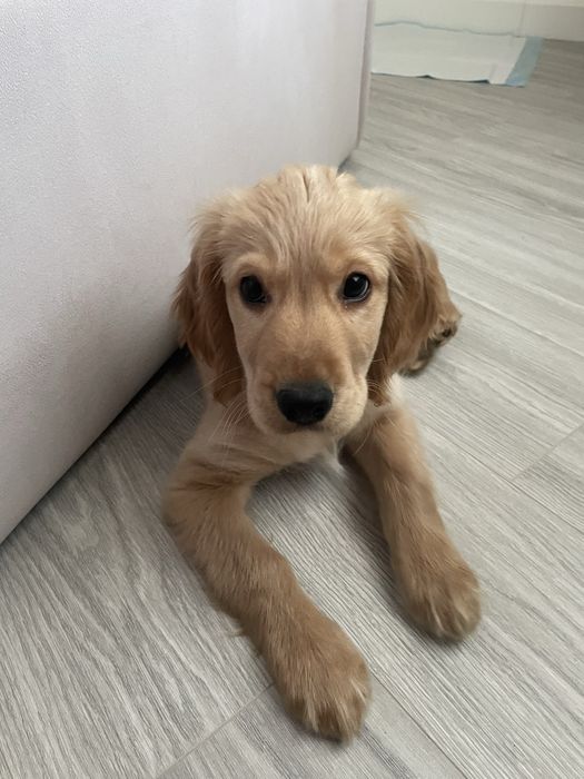 Песик Англійський Кокер Спаніель