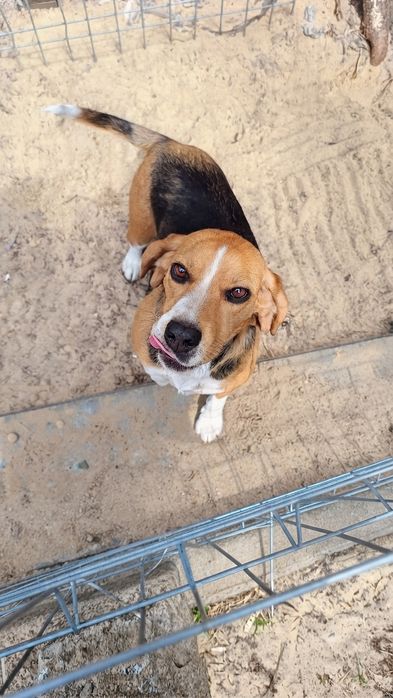 Oddam suczkę Beagle