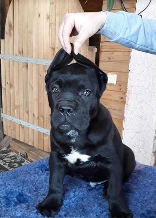 Корсята на продажу