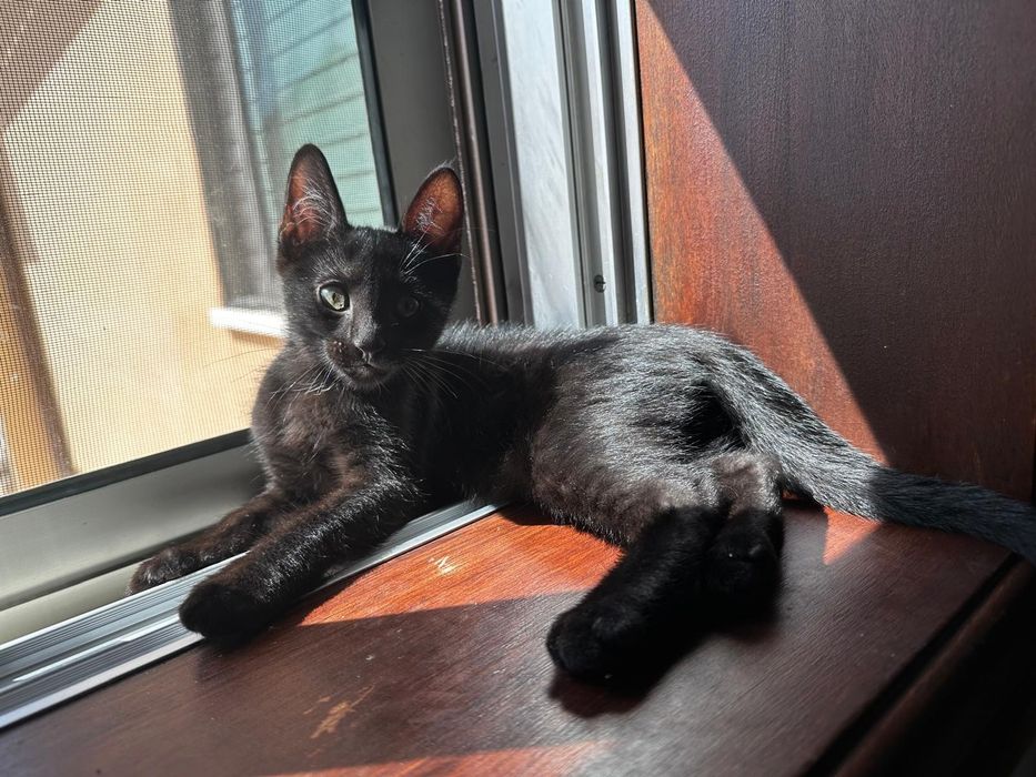 Gatinho bebé a dar