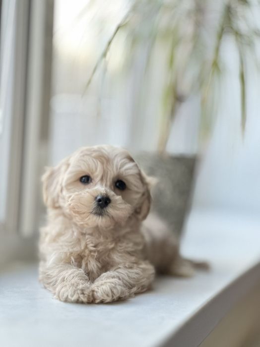 Люкс цуценята мальтіпу. Мальтипу _) самі класні у нас! Звертайтесь