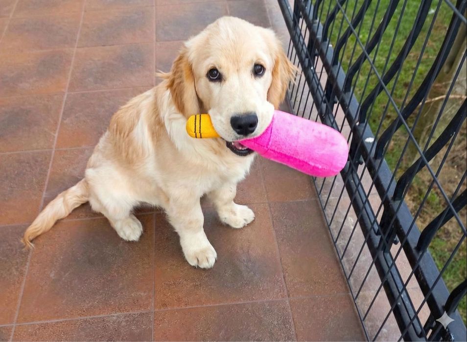 Piesek Golden Retriever