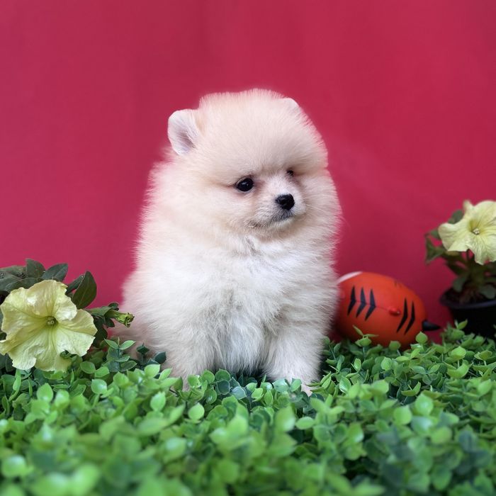 шикарний Ведмедик шоу класу