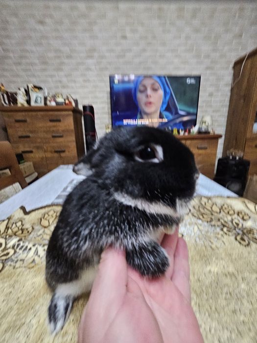 Netherland Dwarf  Króliczek  miniaturka Karzełek