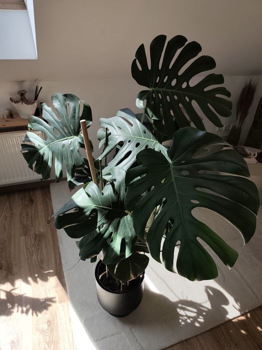 Duża, gęsta Monstera Deliciosa