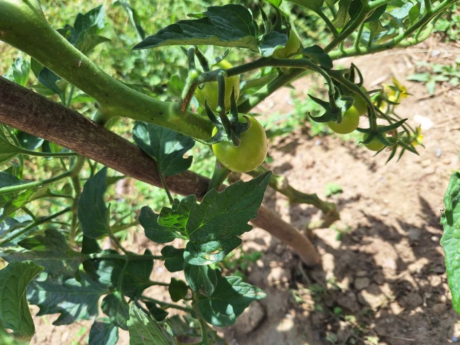Legumes e Frutos Biológicos