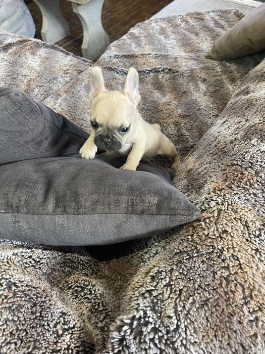 Bulldogue frances