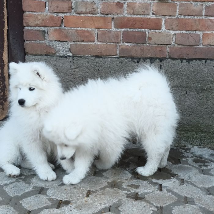 SAMOYED szczenię