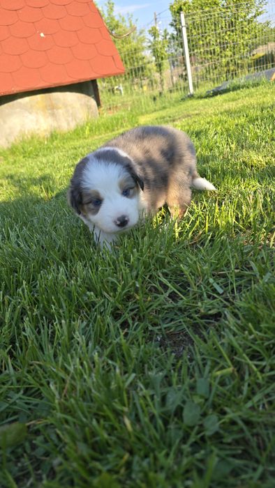 Border Collie blue merle