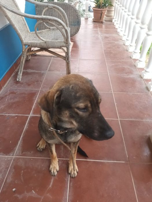 À procura de uma família para a Edith.