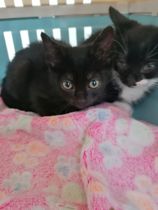 Gatinhos bebés para adoção responsável