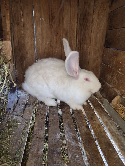 Кролики мардер каліфорнія шиншила