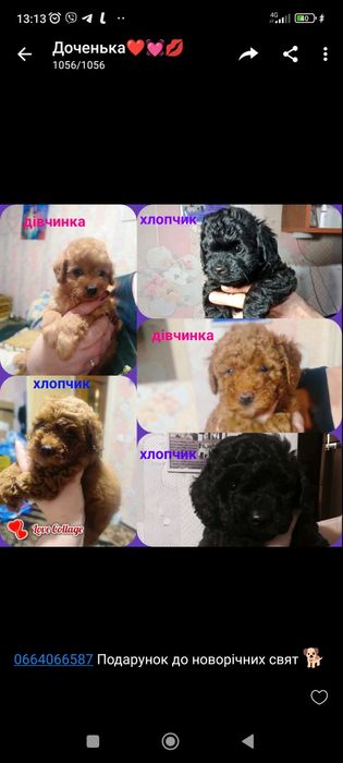 Мальтіпу дівчата та хлопці