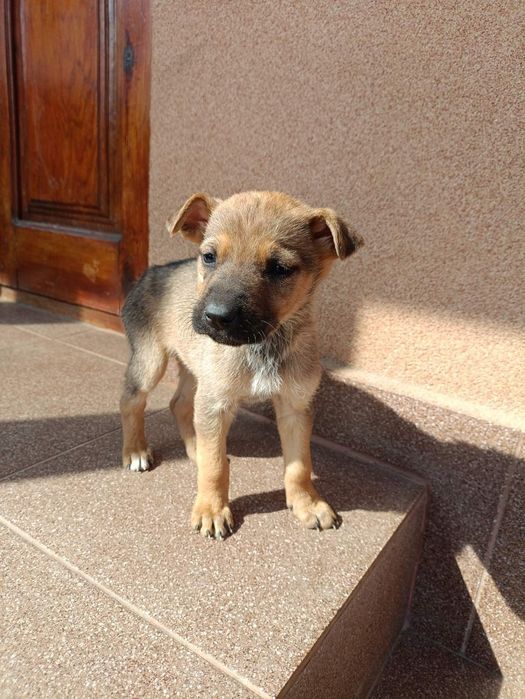 Маленькі хвостики шукають свою людину.