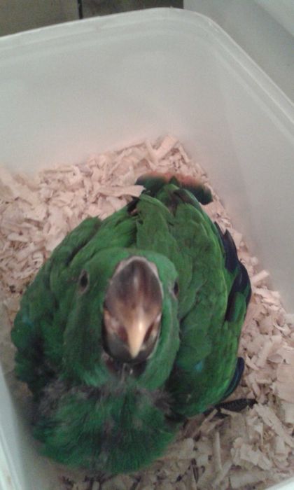 Papagaios Ecletus Roratus