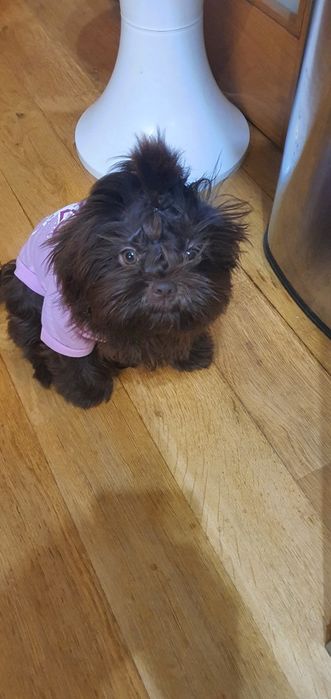 Shitzu cor chocolate