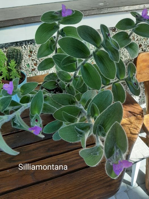 Trzykrotka  gałązki