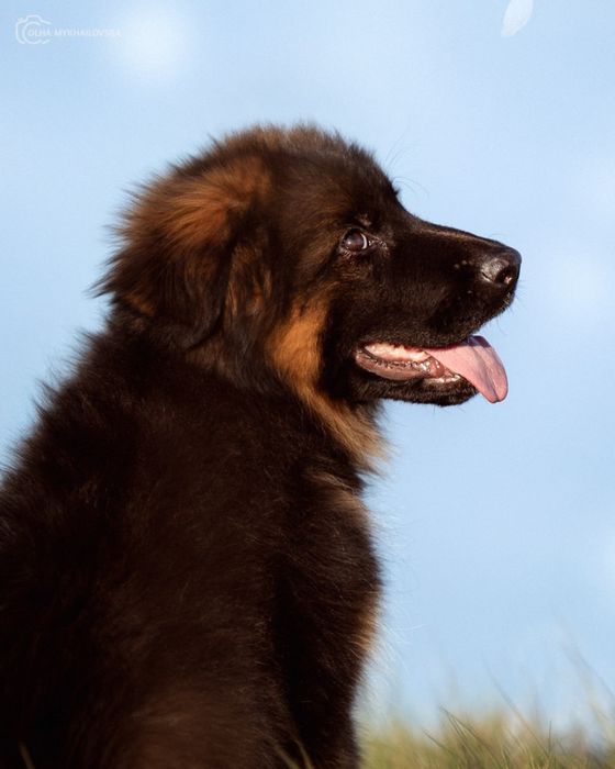 Німецька вівчарка д/ш