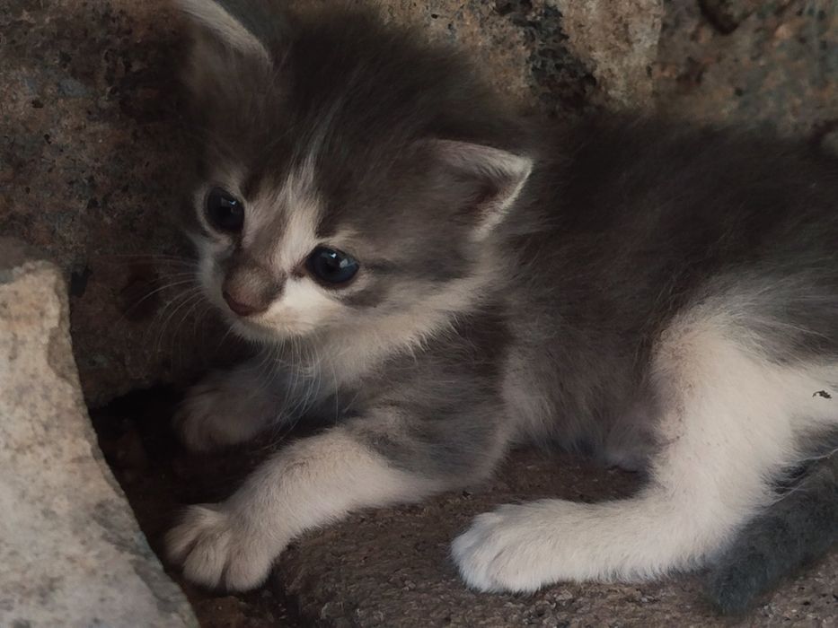 Бездомные котята ищут дом