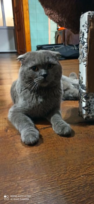 Шотланський Кіт для в'язки з стажом