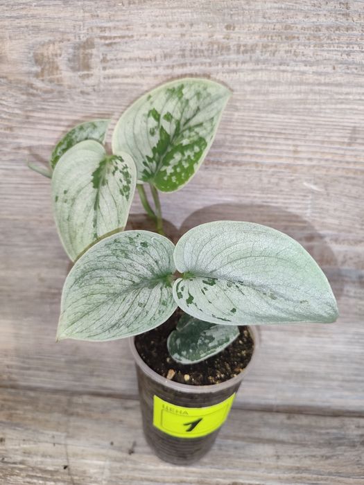 Продам Епіпремнум, сциндапсус, Пінатум -різних сортів