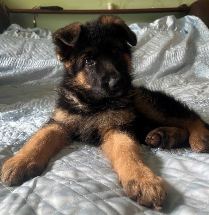 щенки немецкой овчарки