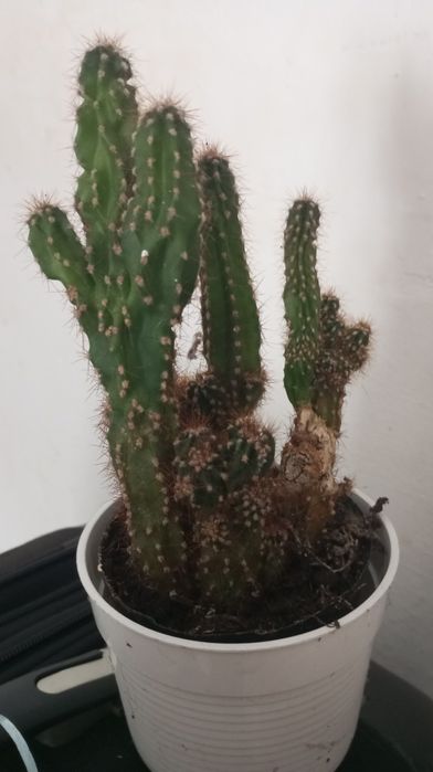 Sukulent kaktus w doniczce