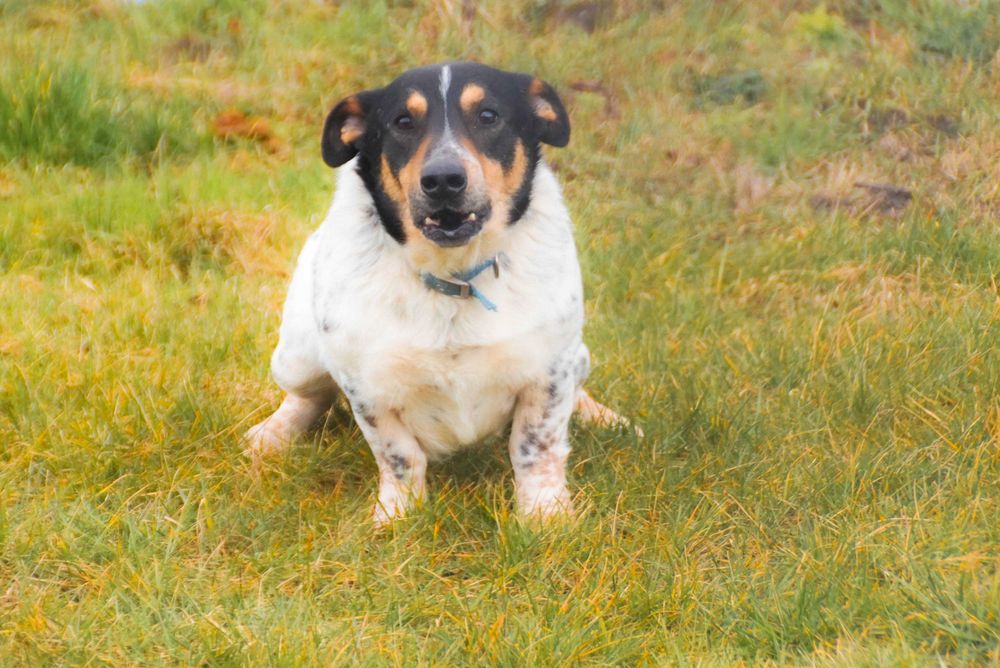 Kobi - starszy piesek szuka domu