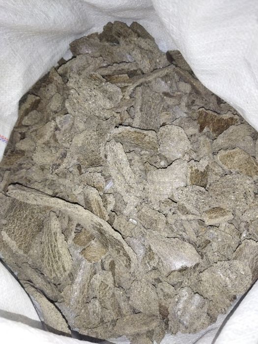 Макуха соняшнику