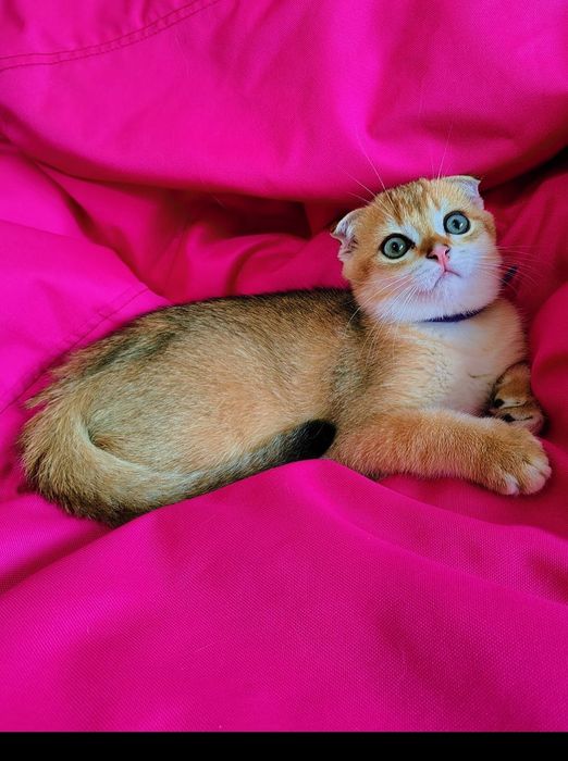 Шотландські кошенята
