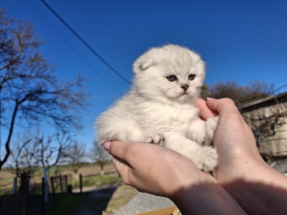 В'язка з британцем шиншила