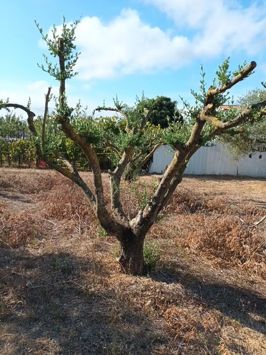 Oliveiras para transplantar ou jardim