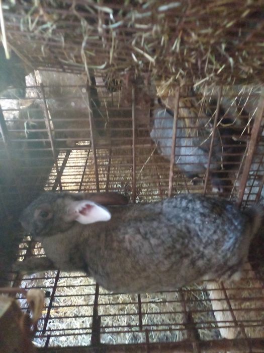 Coelhos caseiros