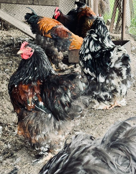 Продаються півні породи: кохінхін, брама та інкубаційне яйце.