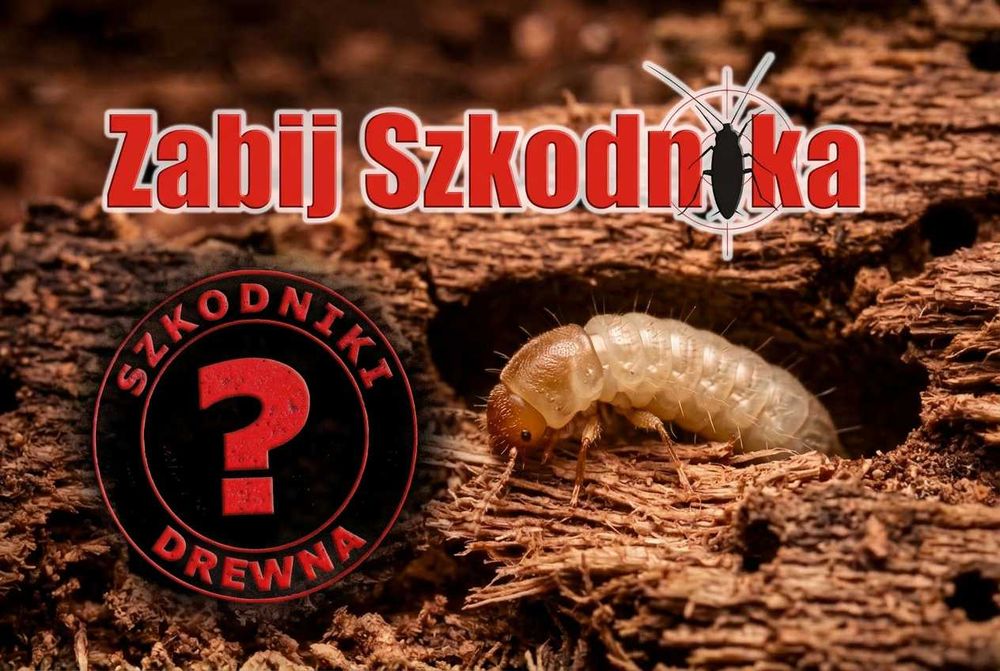 Zwalczanie szkodników drewna/korników  - Białystok i Podlasie