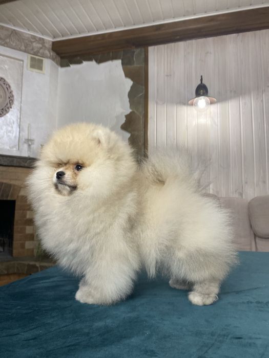 Шоу клас! Померанський шпіц. Тип ведмедик.