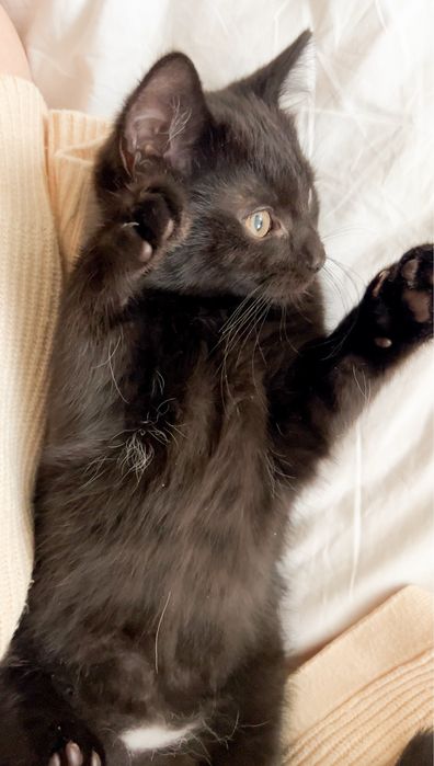 Найніжніший котик!