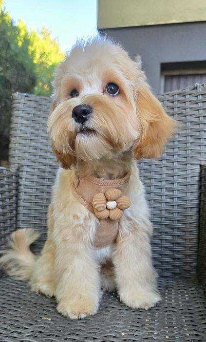 Maltipoo/ chłopczyk