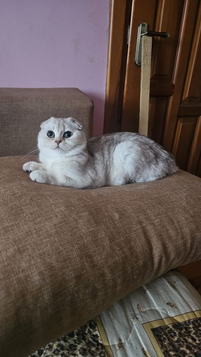 Шотландське кошеня