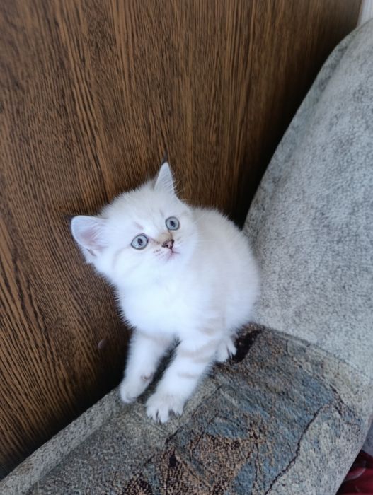 Шотландські котики з плюшовою шерстю