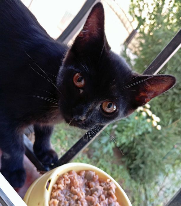 Котенок , кот, котик,  стерилизован