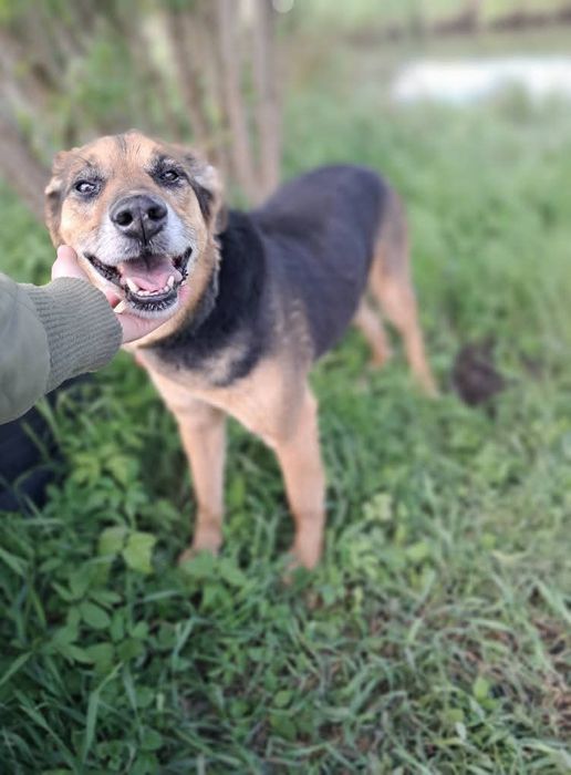 Super Pies Czesio do adopcji