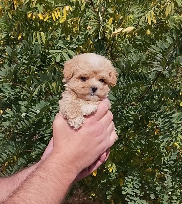 Мальтипу мальчики и девочки