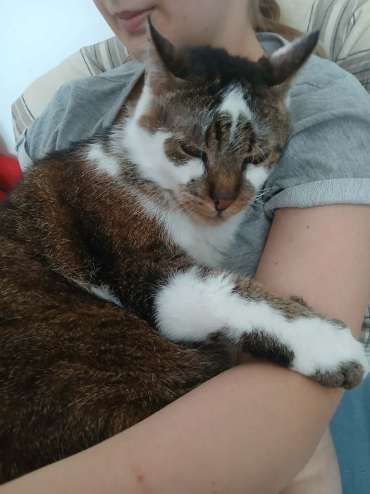 Oddam kota za darmo w dobre ręce
