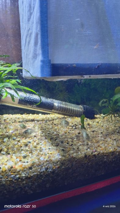 Pielęgnica akara blue electric i zebra leucystyczna różowa